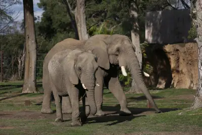 Elephant show permit for Colorado Renaissance Festival denied, animal advocacy group says