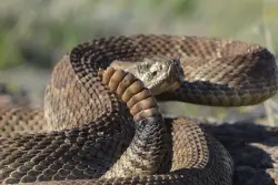 Commerce City police help wrangle rattlesnake in driveway
