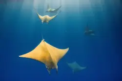  Doc does deep dive into the ‘Ocean with David Attenborough’ 